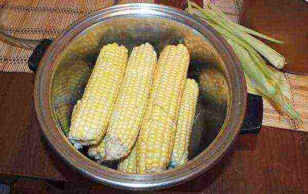 corn planting and care outdoors in the middle lane