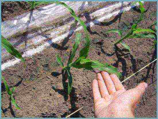 corn planting and care outdoors in the middle lane