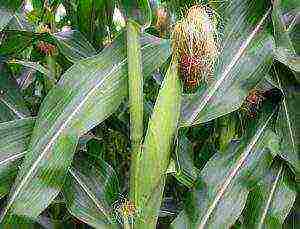 corn planting and care outdoors in the middle lane