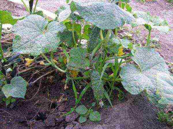 bush cucumbers the best varieties