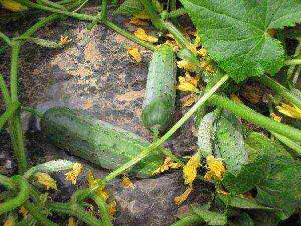 bush cucumber ang pinakamahusay na mga pagkakaiba-iba