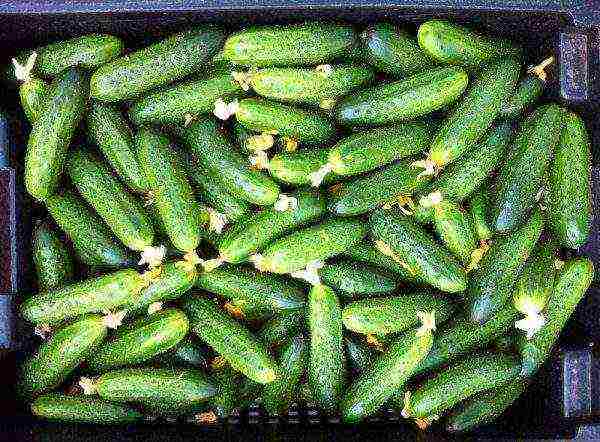 bush cucumber ang pinakamahusay na mga pagkakaiba-iba