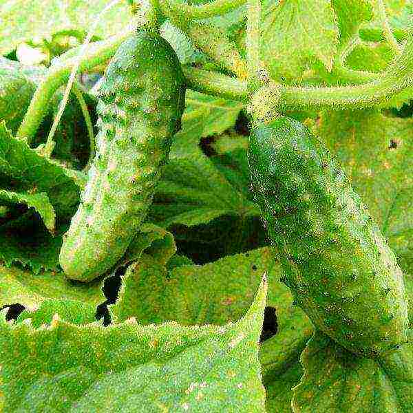 bush cucumbers the best varieties