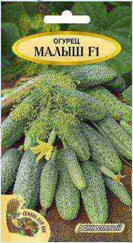 bush cucumbers the best varieties