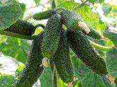 bush cucumber ang pinakamahusay na mga pagkakaiba-iba