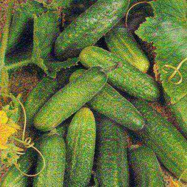 bush cucumber ang pinakamahusay na mga pagkakaiba-iba