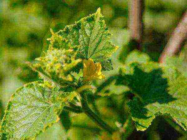 bush cucumbers the best varieties