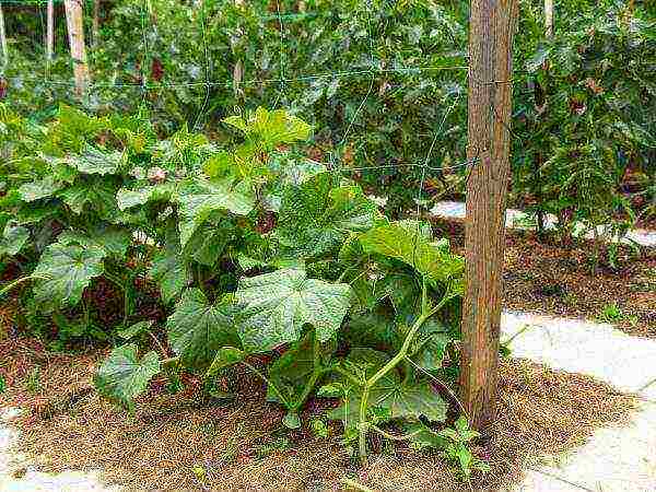 bush cucumber ang pinakamahusay na mga pagkakaiba-iba