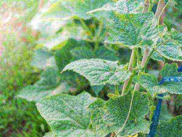 bush cucumber ang pinakamahusay na mga pagkakaiba-iba