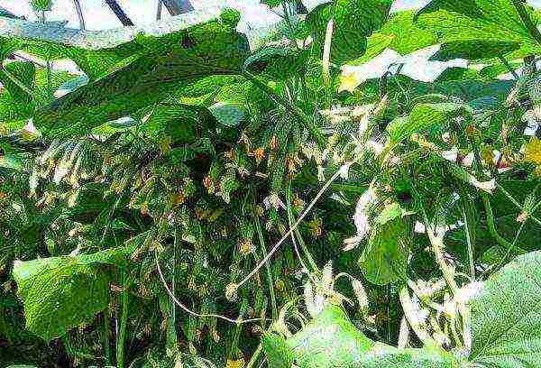 bush cucumbers the best varieties