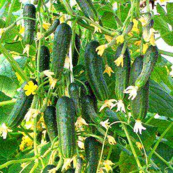 bush cucumber ang pinakamahusay na mga pagkakaiba-iba