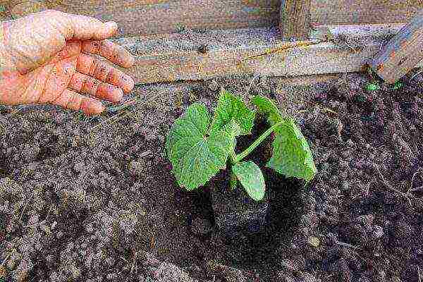 bush cucumbers the best varieties