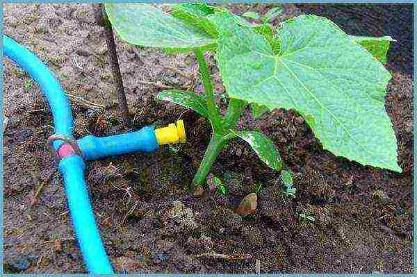 bush cucumbers the best varieties