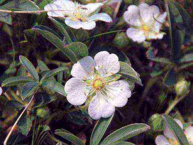 white cinquefoil care and planting and care in the open field