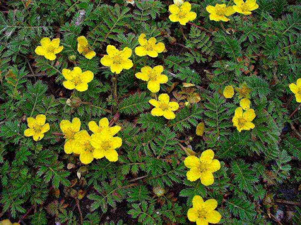 pag-aalaga ng puting cinquefoil at pagtatanim at pangangalaga sa bukas na bukid