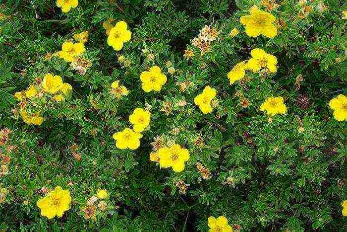 white cinquefoil care and planting and care in the open field