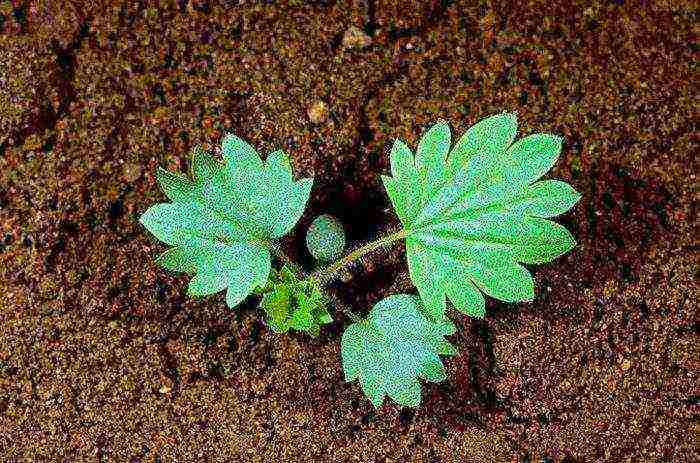 pag-aalaga ng puting cinquefoil at pagtatanim at pangangalaga sa bukas na bukid