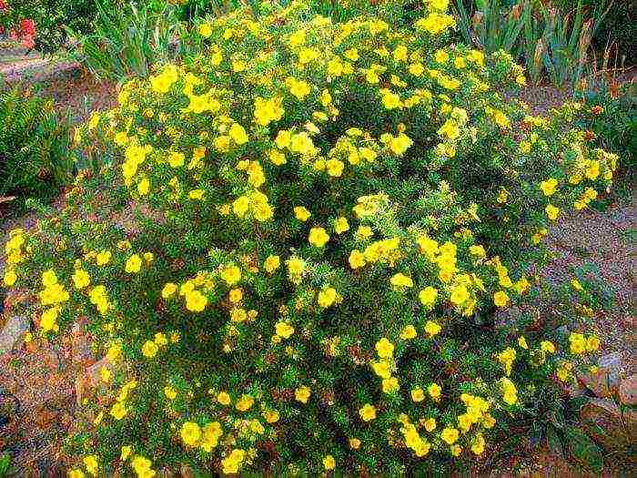 white cinquefoil care and planting and care in the open field