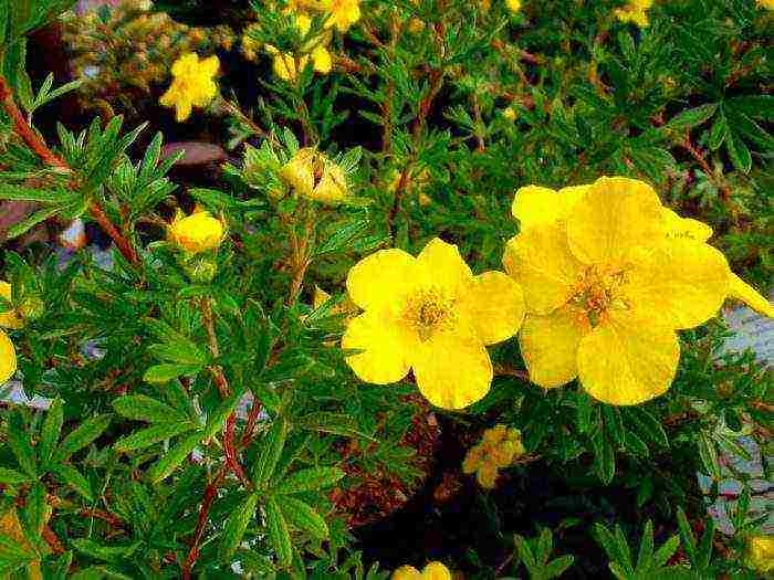 white cinquefoil care and planting and care in the open field