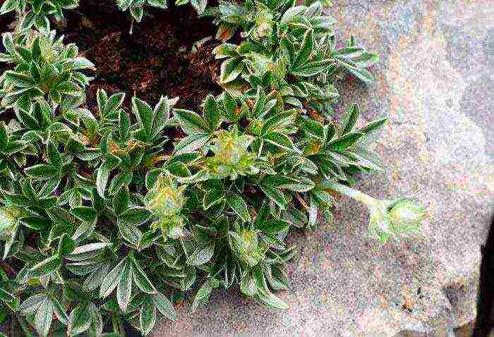 pag-aalaga ng puting cinquefoil at pagtatanim at pangangalaga sa bukas na bukid