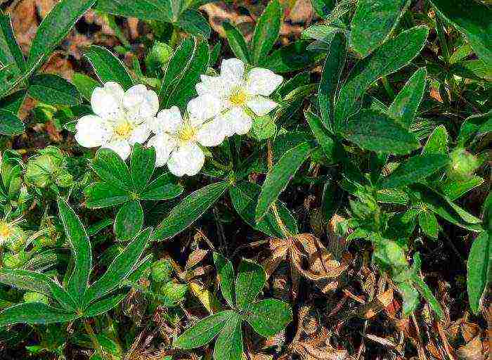 white cinquefoil care and planting and care in the open field