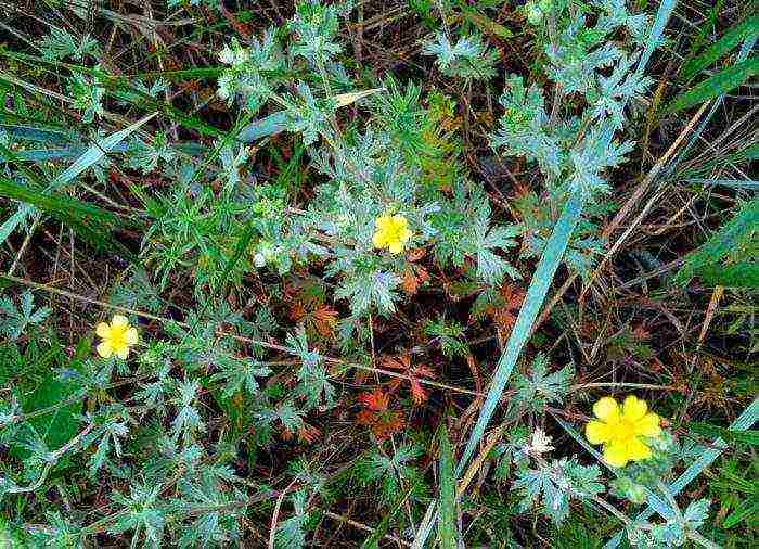 pag-aalaga ng puting cinquefoil at pagtatanim at pangangalaga sa bukas na bukid