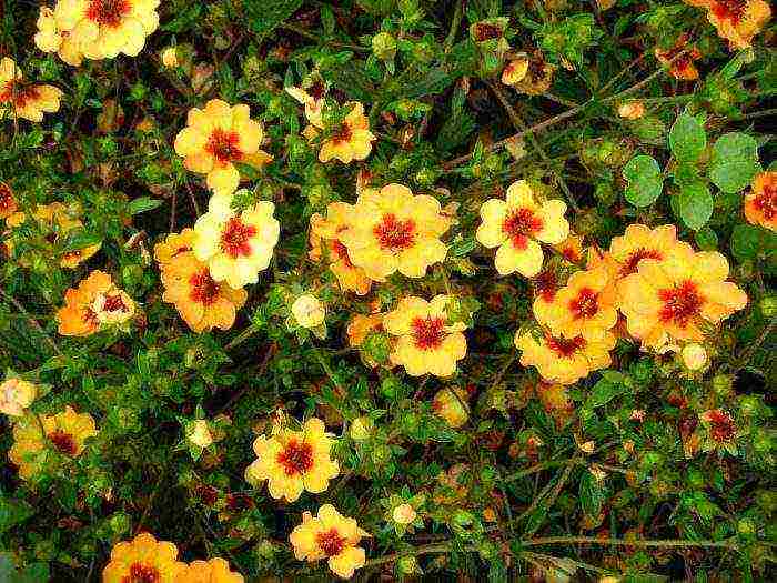 pag-aalaga ng puting cinquefoil at pagtatanim at pangangalaga sa bukas na bukid