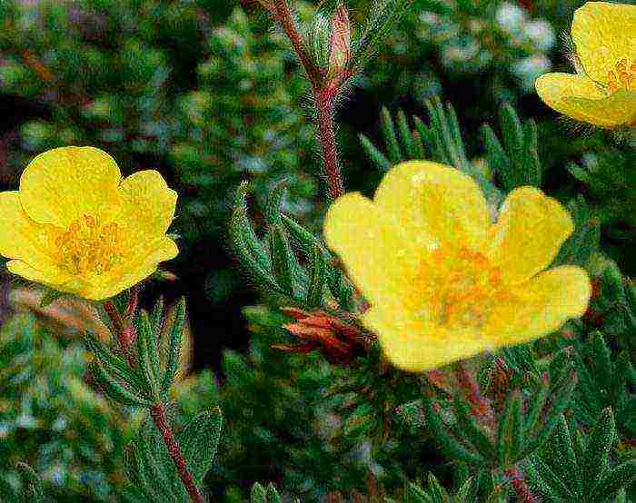 pag-aalaga ng puting cinquefoil at pagtatanim at pangangalaga sa bukas na bukid