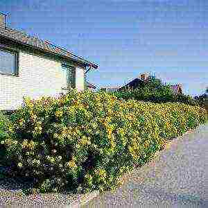 white cinquefoil care and planting and care in the open field