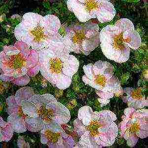 white cinquefoil care and planting and care in the open field