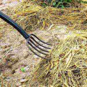 pag-aalaga ng puting cinquefoil at pagtatanim at pangangalaga sa bukas na bukid