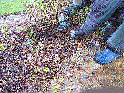 white cinquefoil care and planting and care in the open field