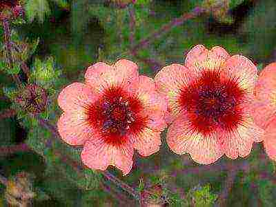 white cinquefoil care and planting and care in the open field