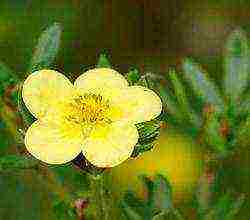 white cinquefoil care and planting and care in the open field