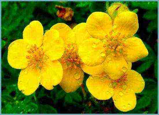 white cinquefoil care and planting and care in the open field