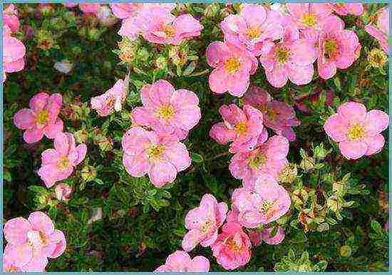 white cinquefoil care and planting and care in the open field