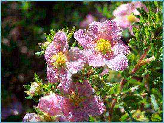 white cinquefoil care and planting and care in the open field