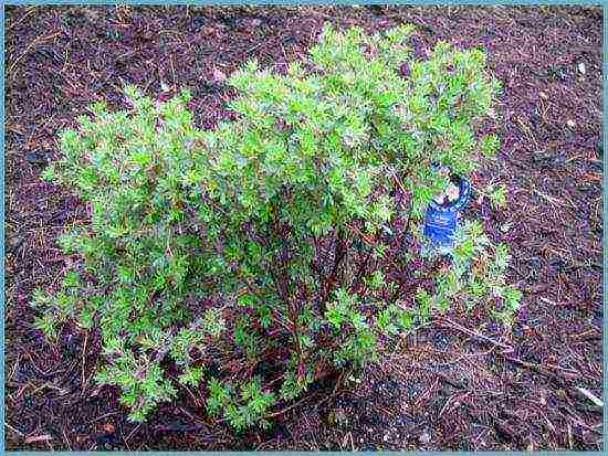 white cinquefoil care and planting and care in the open field