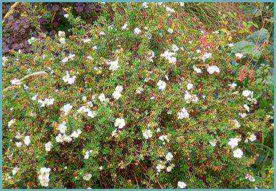 white cinquefoil care and planting and care in the open field