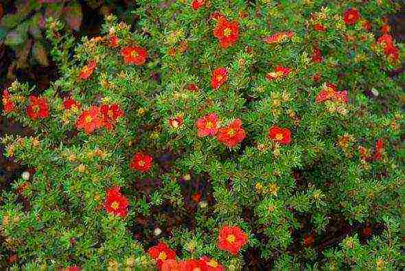 white cinquefoil care and planting and care in the open field