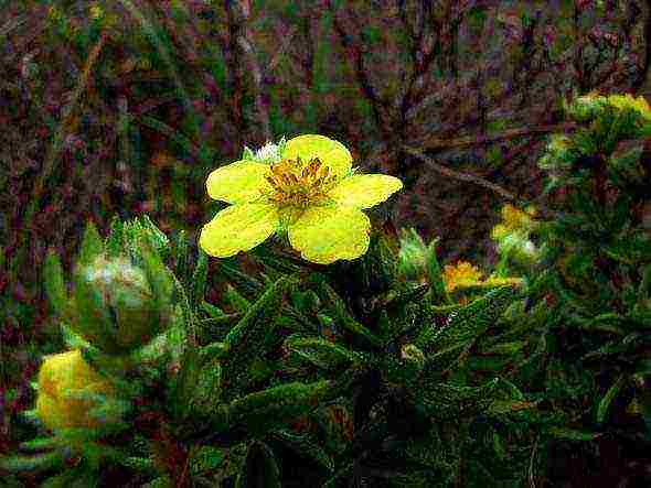 Potentilla ปลูกและดูแลในทุ่งโล่งในเทือกเขาอูราล