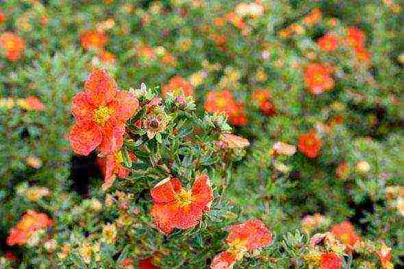 Potentilla ปลูกและดูแลในทุ่งโล่งในเทือกเขาอูราล