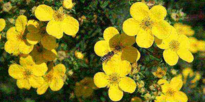 Potentilla ปลูกและดูแลในทุ่งโล่งในเทือกเขาอูราล