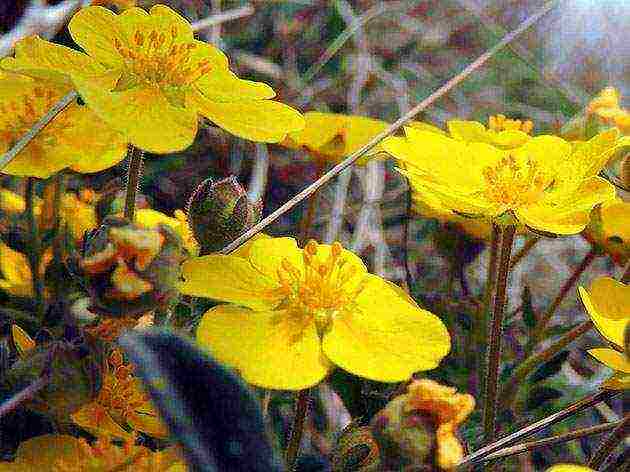 Potentilla ปลูกและดูแลในทุ่งโล่งในเทือกเขาอูราล