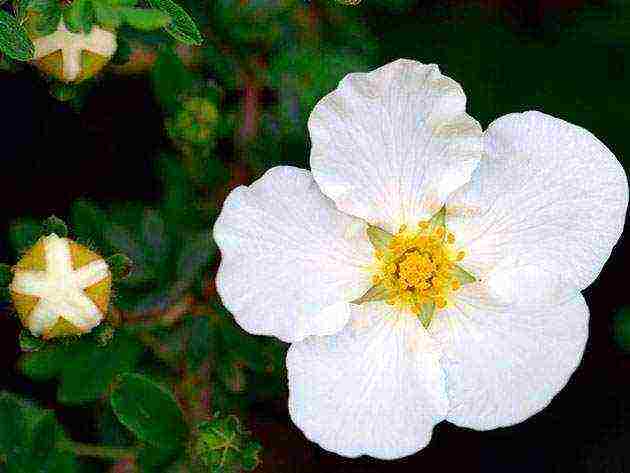 Potentilla ปลูกและดูแลในทุ่งโล่งในเทือกเขาอูราล