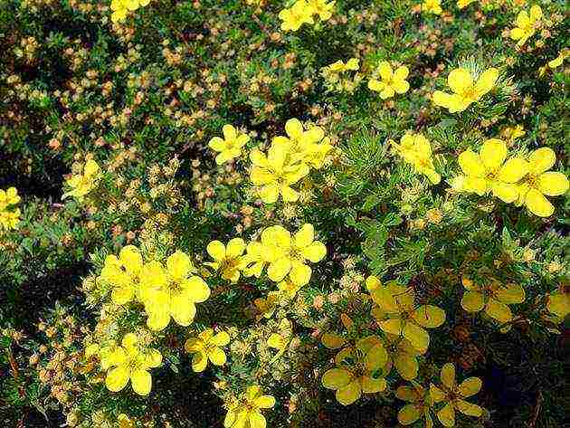 Potentilla ปลูกและดูแลในทุ่งโล่งในเทือกเขาอูราล