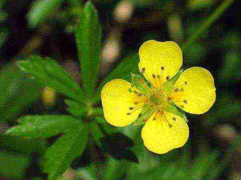 Ang pagtatanim at pag-aalaga ng Potentilla sa bukas na bukid sa Urals