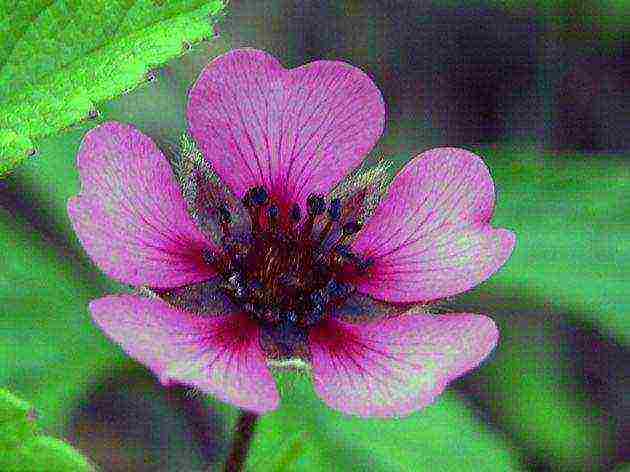 Potentilla planting and care in the open field in the Urals