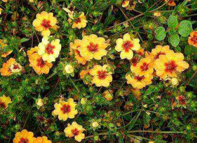 Potentilla ปลูกและดูแลในทุ่งโล่งในเทือกเขาอูราล