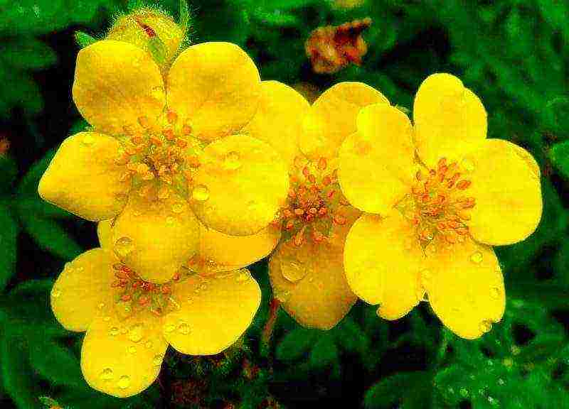 Potentilla ปลูกและดูแลในทุ่งโล่งในเทือกเขาอูราล